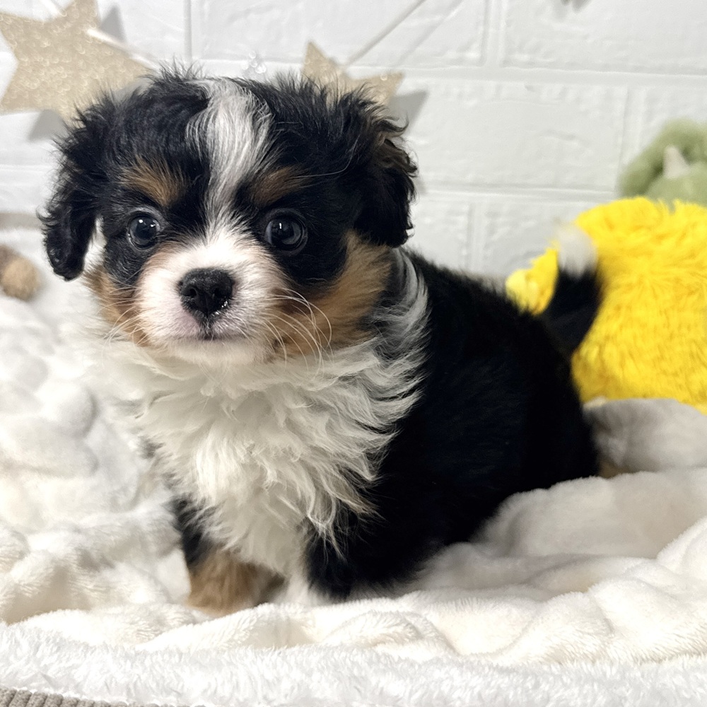 兵庫県のハーフ犬・ミックス犬 (犬の家＆猫の里ニッケパークタウン加古川店/2026年3月17日生まれ/女の子/ブラックタンホワイト)の子犬の4枚目の画像