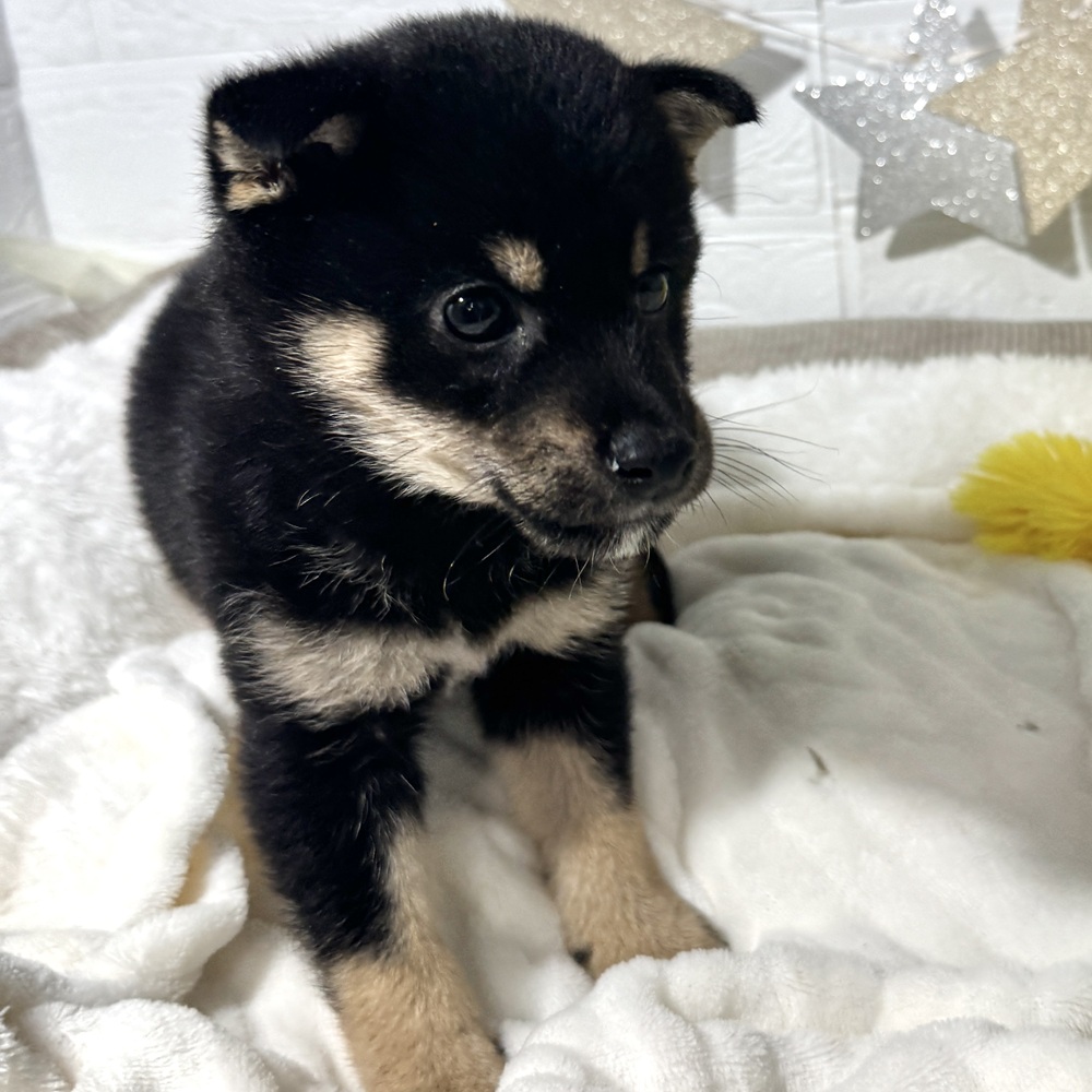 兵庫県の豆柴 (犬の家＆猫の里ニッケパークタウン加古川店/2026年3月18日生まれ/男の子/黒)の子犬の4枚目の画像