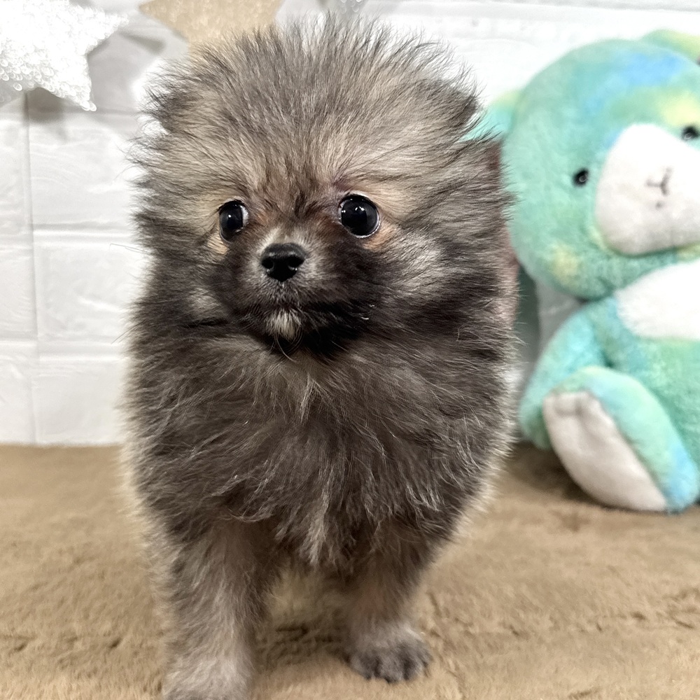 兵庫県のポメラニアン (犬の家＆猫の里ニッケパークタウン加古川店/2025年9月3日生まれ/男の子/ウルフセーブル)の子犬の4枚目の画像
