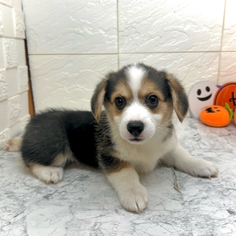 兵庫県のウェルシュコーギーペンブローク (犬の家＆猫の里ゆめタウン姫路店/2025年8月26日生まれ/女の子/ブラックタンホワイト)の子犬の4枚目の画像