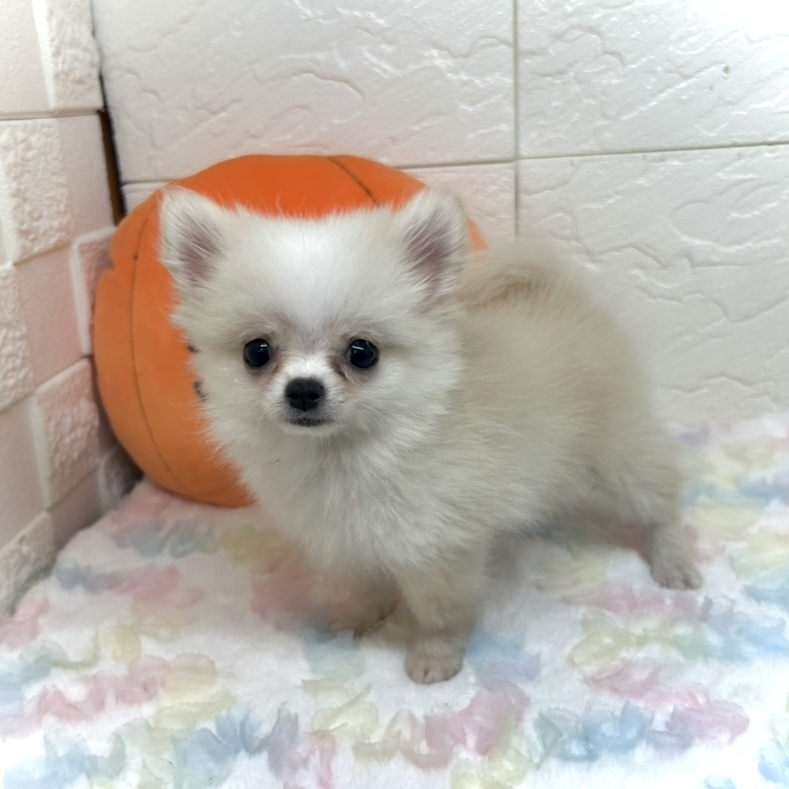 兵庫県のポメチワ/チワポメ/ポメチー(ポメラニアン×チワワ) (犬の家＆猫の里ゆめタウン姫路店/2025年8月9日生まれ/女の子/クリームホワイト)の子犬の4枚目の画像