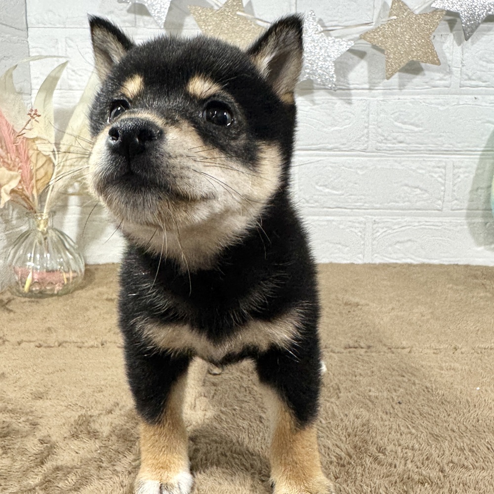 兵庫県の豆柴 (犬の家＆猫の里ニッケパークタウン加古川店/2025年9月4日生まれ/女の子/黒)の子犬の4枚目の画像