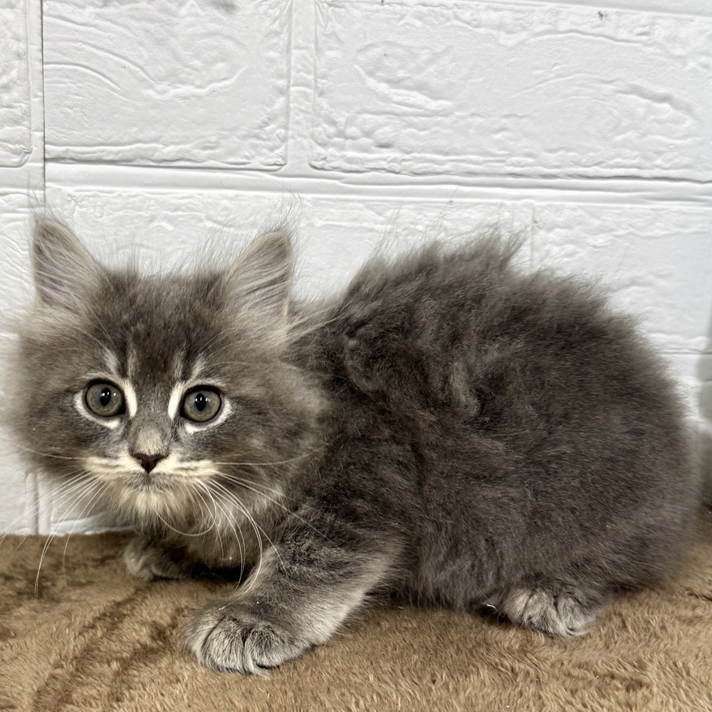 兵庫県のサイベリアン (犬の家＆猫の里ニッケパークタウン加古川店/2025年9月5日生まれ/女の子/ブルータビーホワイト)の子猫の4枚目の画像