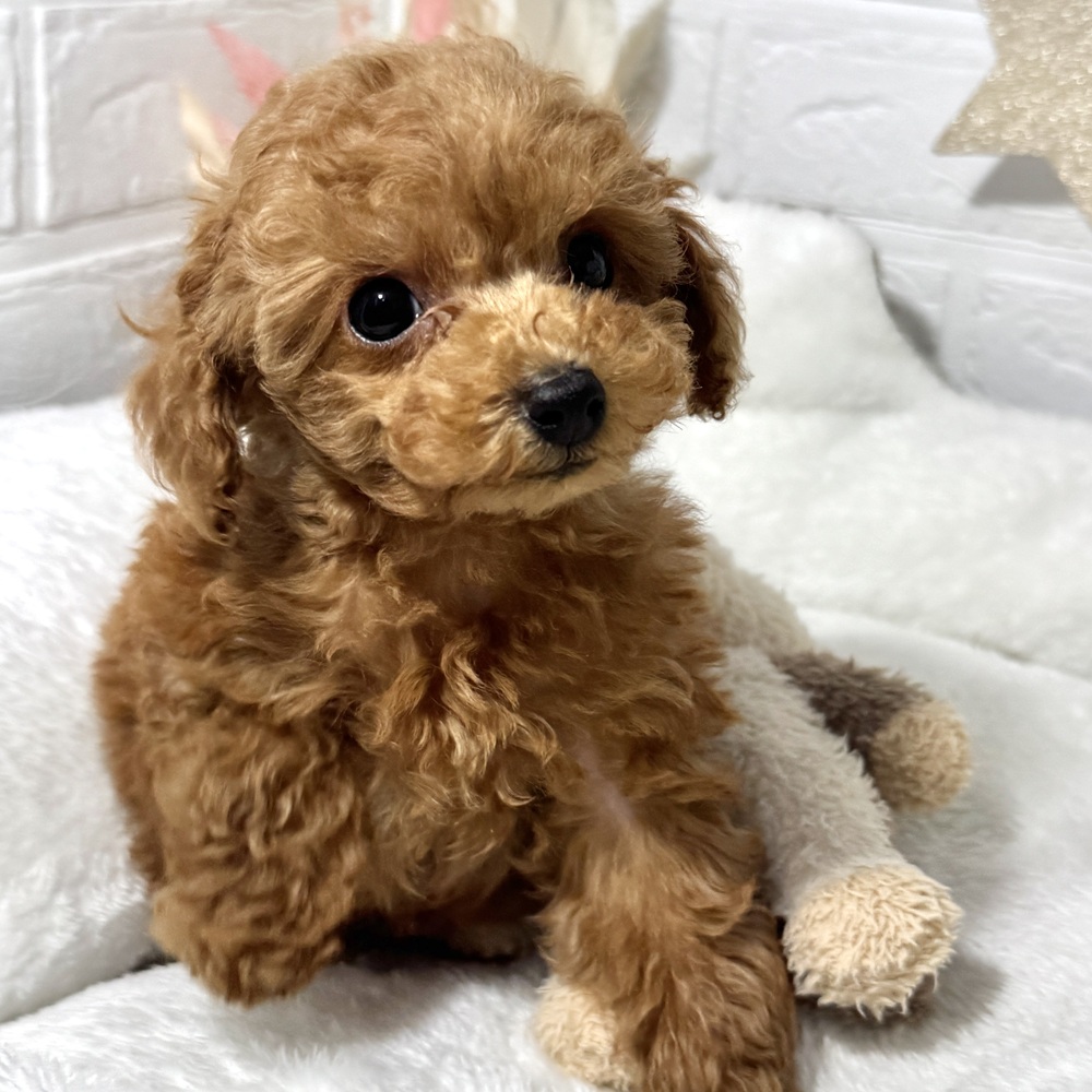 兵庫県のトイプードル(トイ) (犬の家＆猫の里ニッケパークタウン加古川店/2026年3月18日生まれ/男の子/レッド)の子犬の4枚目の画像