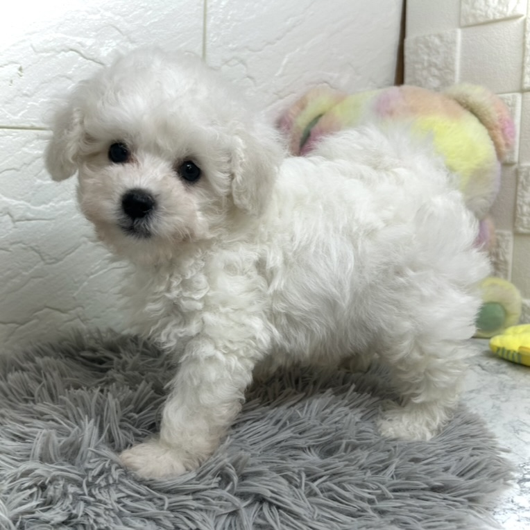 兵庫県のビションプー(ビションフリーゼ×プードル) (犬の家＆猫の里ゆめタウン姫路店/2025年6月17日生まれ/男の子/ホワイト)の子犬の4枚目の画像