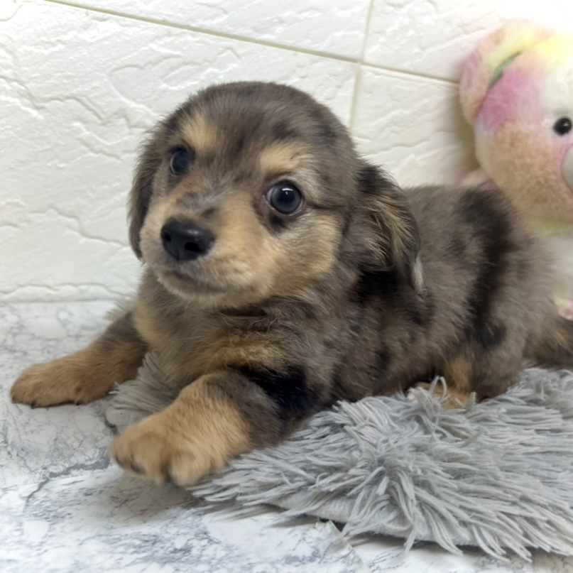 兵庫県のチワックス(チワワ×ダックス) (犬の家＆猫の里ゆめタウン姫路店/2025年6月17日生まれ/男の子/シルバーダップル)の子犬の4枚目の画像