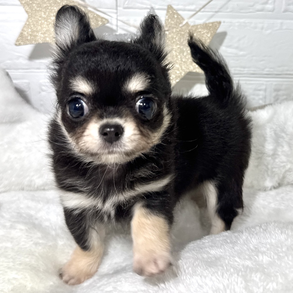 兵庫県のチワワ(ロング) (犬の家＆猫の里ニッケパークタウン加古川店/2026年3月16日生まれ/男の子/ブラックタン)の子犬の4枚目の画像