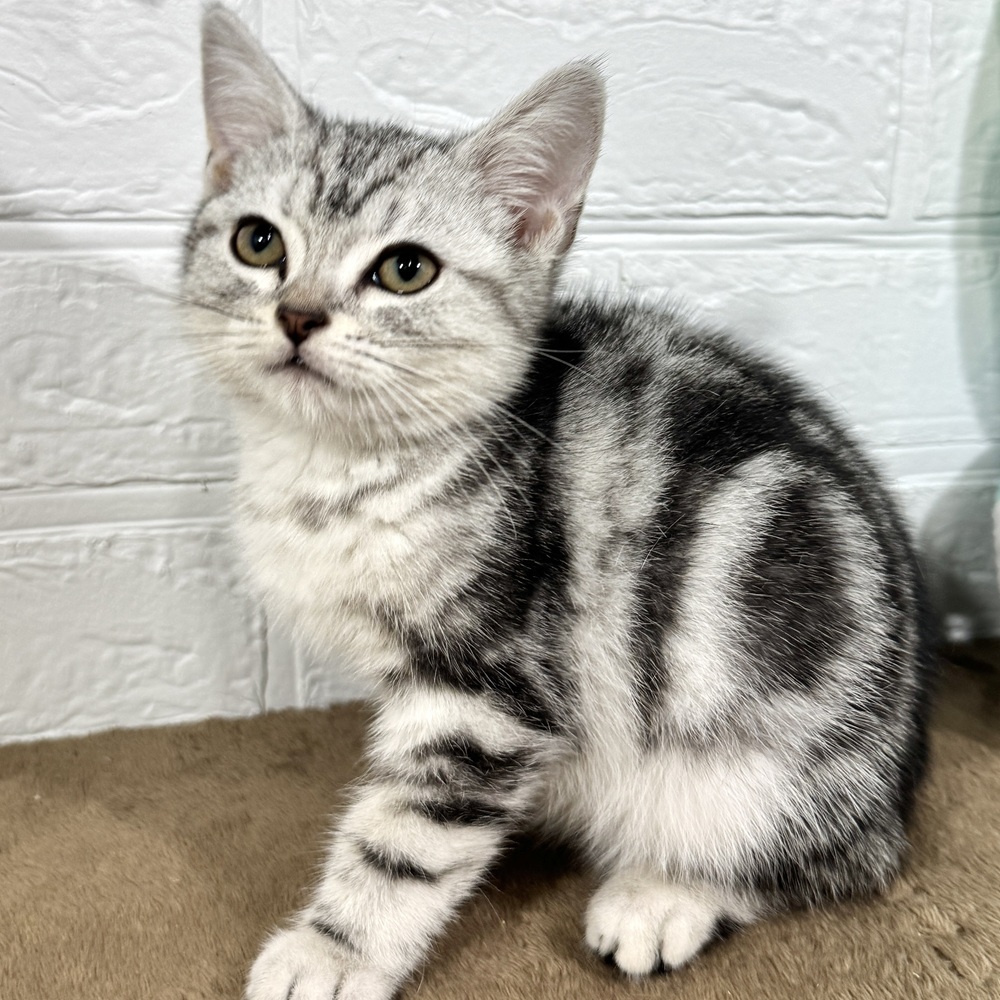 兵庫県のアメリカンショートヘアー (犬の家＆猫の里ニッケパークタウン加古川店/2025年8月28日生まれ/女の子/シルバータビー)の子猫の4枚目の画像
