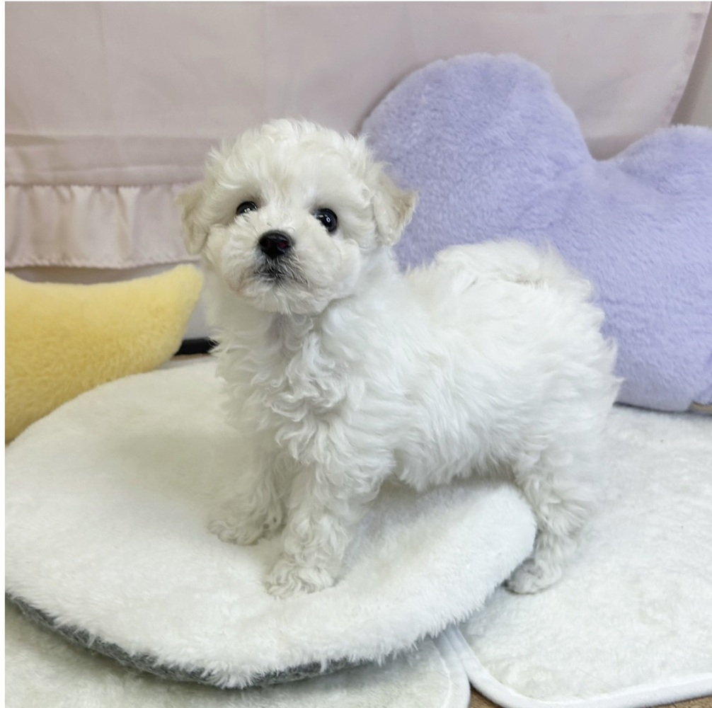 静岡県のビションフリーゼ (犬の家＆猫の里マークイズ静岡店/2026年3月22日生まれ/男の子/ホワイト)の子犬の4枚目の画像