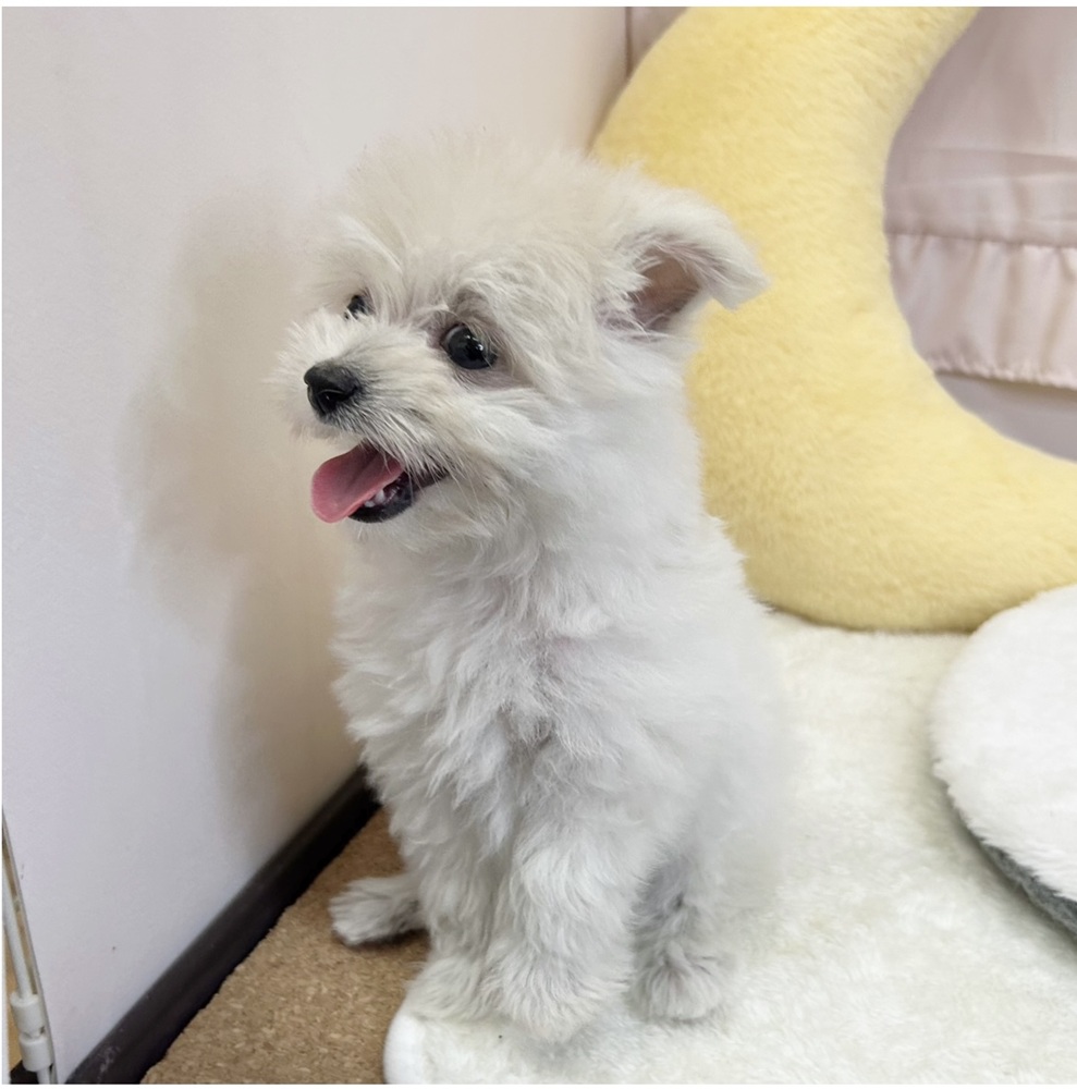 静岡県のポメマル/マルポメ(ポメラニアン×マルチーズ) (犬の家＆猫の里マークイズ静岡店/2026年3月20日生まれ/女の子/クリーム)の子犬の4枚目の画像