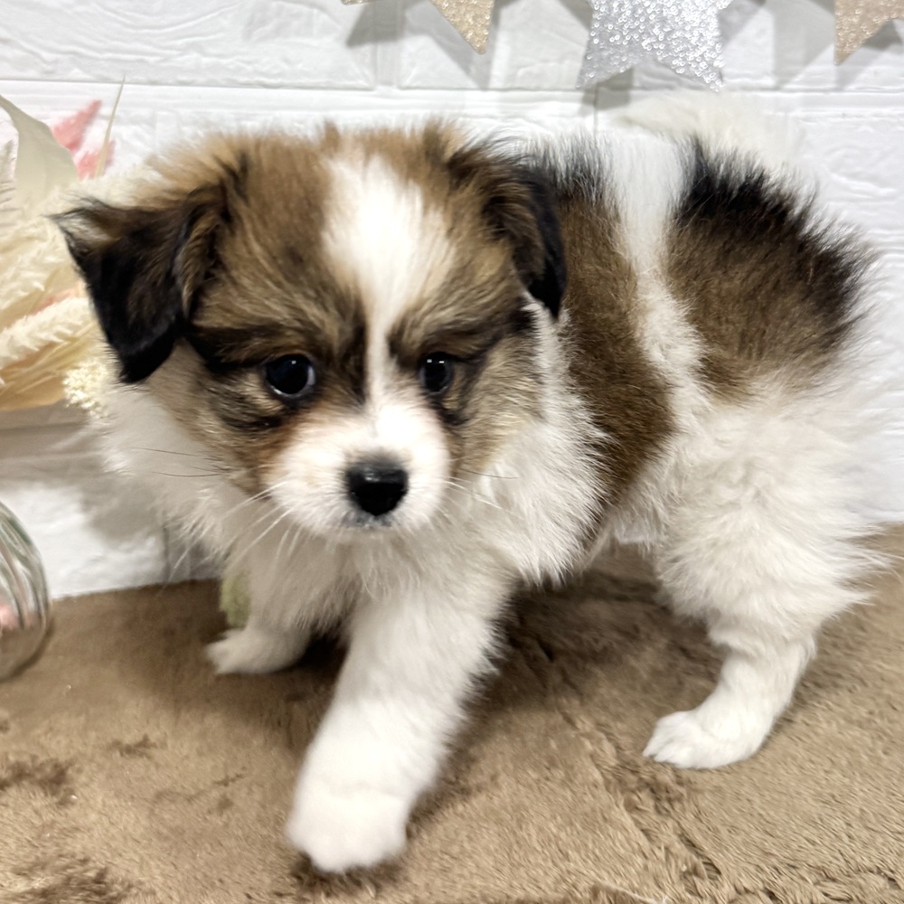 兵庫県のパピヨン (犬の家＆猫の里ニッケパークタウン加古川店/2025年9月5日生まれ/男の子/ホワイトブラウン)の子犬の4枚目の画像