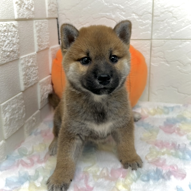 兵庫県の柴犬(標準サイズ) (犬の家＆猫の里ゆめタウン姫路店/2025年8月26日生まれ/男の子/赤)の子犬の4枚目の画像