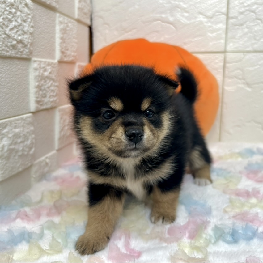 兵庫県のポメ柴/豆ポメ/ポメ豆柴(ポメラニアン×柴犬) (犬の家＆猫の里ゆめタウン姫路店/2025年8月31日生まれ/女の子/ブラックタン)の子犬の4枚目の画像