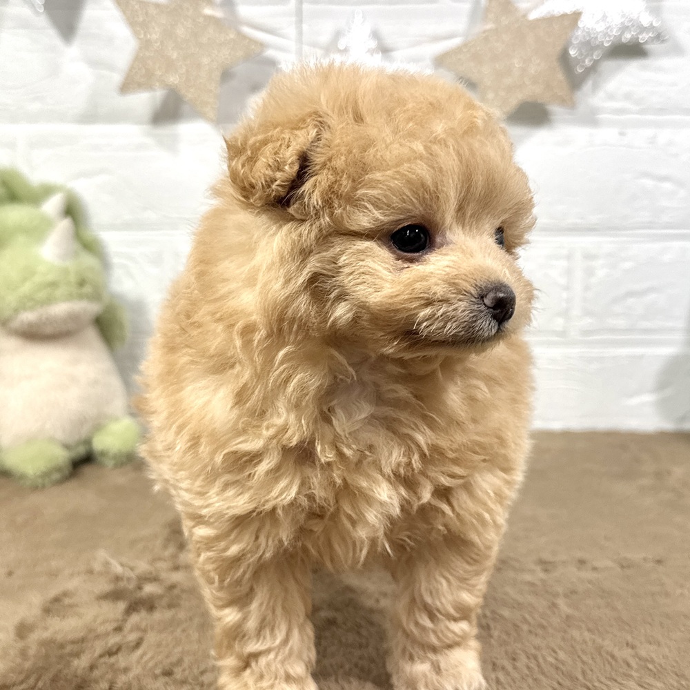 兵庫県のポメプー(ポメラニアン×プードル) (犬の家＆猫の里ニッケパークタウン加古川店/2025年9月19日生まれ/男の子/クリーム)の子犬の4枚目の画像