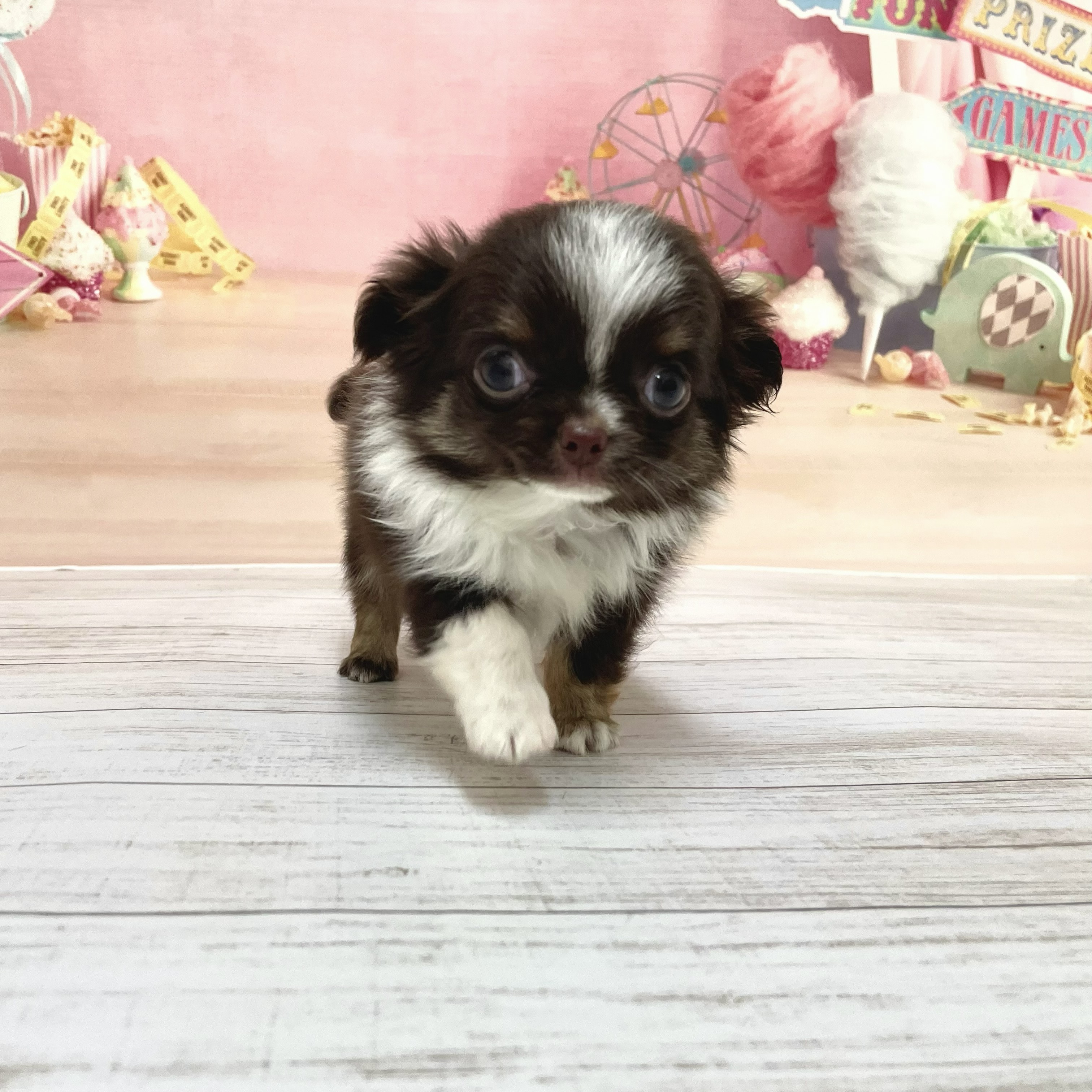 兵庫県のチワワ(ロング) (犬の家＆猫の里尼崎店/2026年7月23日生まれ/男の子/チョコレートタンホワイト)の子犬の4枚目の画像