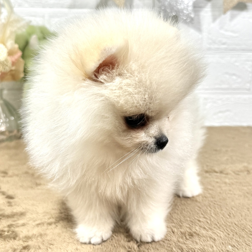兵庫県のポメラニアン (犬の家＆猫の里ニッケパークタウン加古川店/2025年9月19日生まれ/女の子/クリーム)の子犬の4枚目の画像