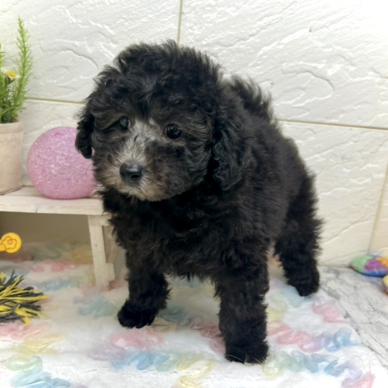 兵庫県のトイプードル(トイ) (犬の家＆猫の里ゆめタウン姫路店/2025年10月21日生まれ/女の子/グレー)の子犬の4枚目の画像