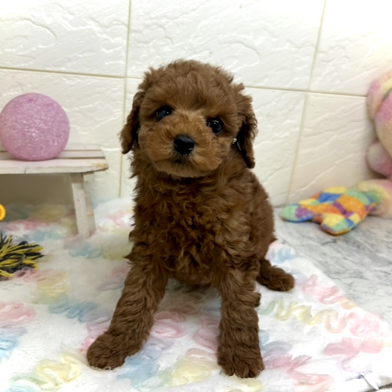 兵庫県のトイプードル(トイ) (犬の家＆猫の里ゆめタウン姫路店/2025年10月16日生まれ/男の子/レッドフォーン)の子犬の1枚目の画像