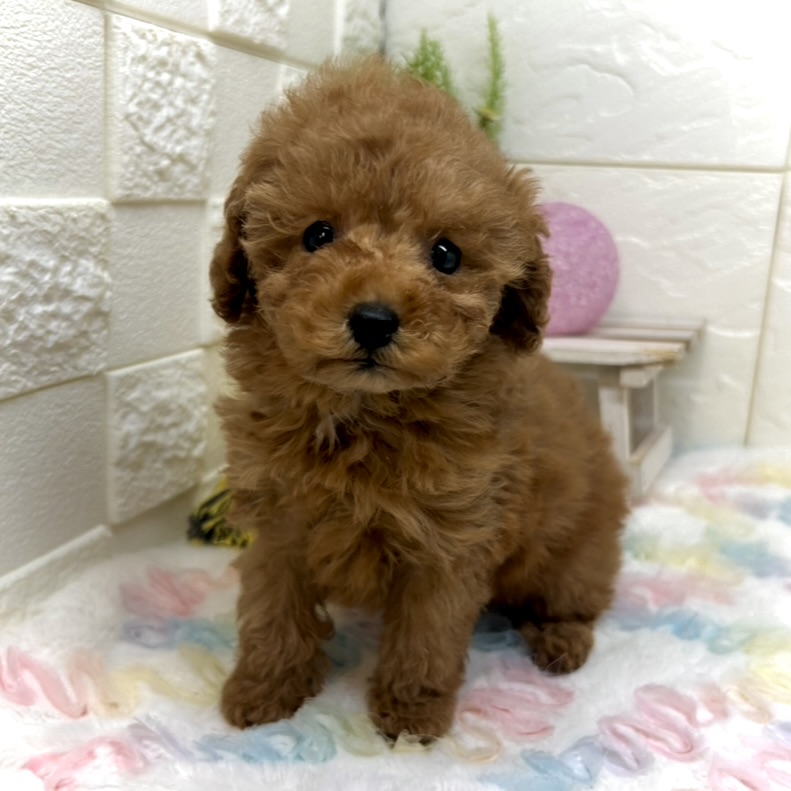 兵庫県のトイプードル(トイ) (犬の家＆猫の里ゆめタウン姫路店/2025年10月18日生まれ/女の子/レッドフォーン)の子犬の4枚目の画像