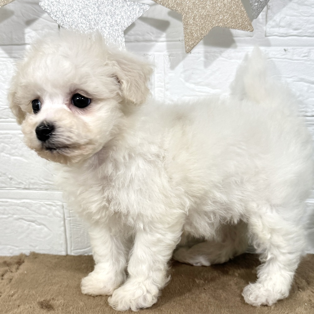 兵庫県のビションフリーゼ (犬の家＆猫の里ニッケパークタウン加古川店/2025年9月20日生まれ/女の子/ホワイト)の子犬の4枚目の画像