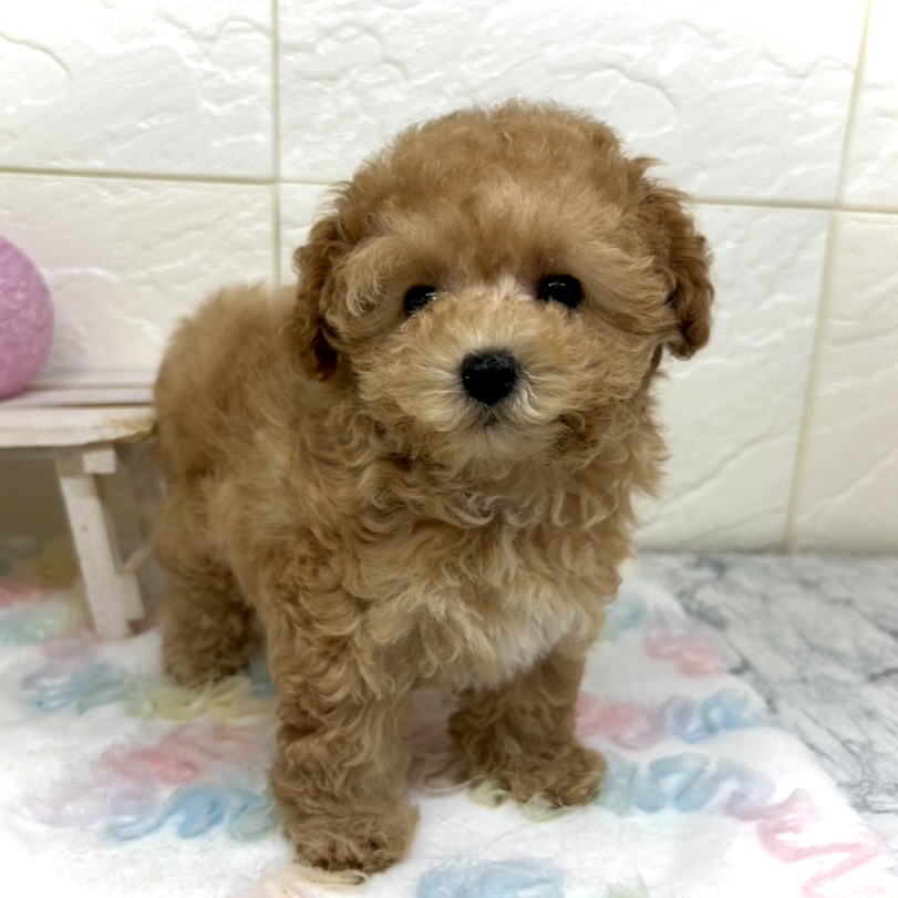 兵庫県のトイプードル(タイニー) (犬の家＆猫の里ゆめタウン姫路店/2025年10月18日生まれ/女の子/オレンジフォーン)の子犬の4枚目の画像