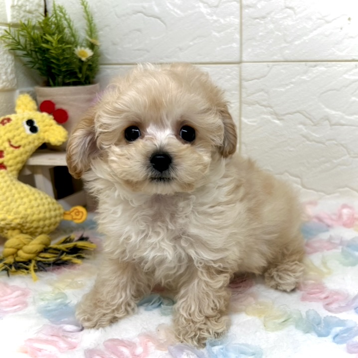 兵庫県のビションプー(ビションフリーゼ×プードル) (犬の家＆猫の里ゆめタウン姫路店/2025年10月10日生まれ/男の子/クリーム)の子犬の1枚目の画像