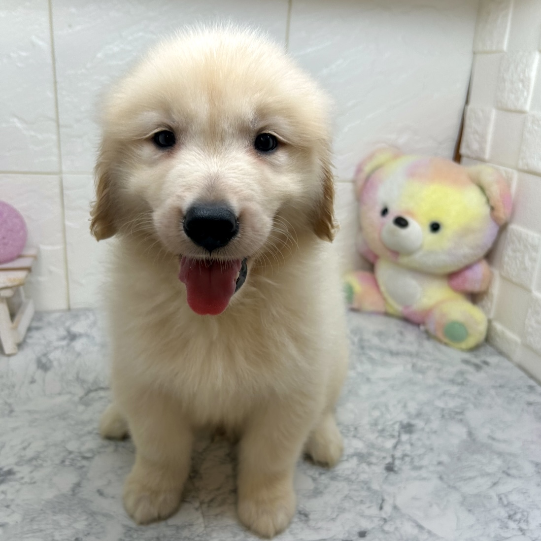 兵庫県のゴールデンレトリバー (犬の家＆猫の里ゆめタウン姫路店/2025年6月18日生まれ/男の子/ゴールデン)の子犬の4枚目の画像