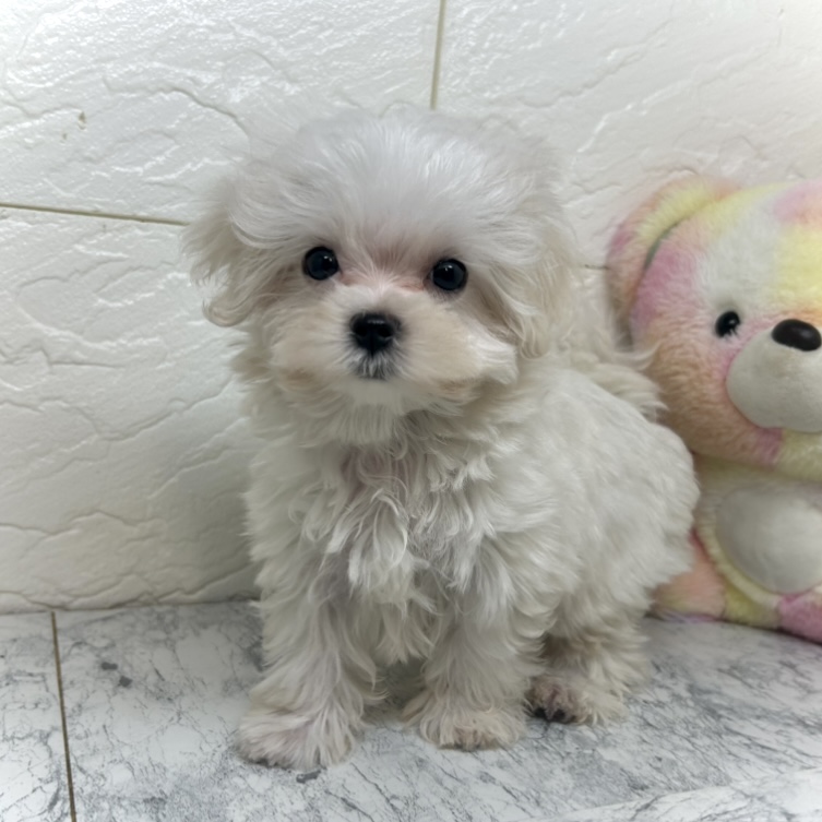 兵庫県のマルチーズ (犬の家＆猫の里ゆめタウン姫路店/2025年6月21日生まれ/女の子/ホワイト)の子犬の4枚目の画像