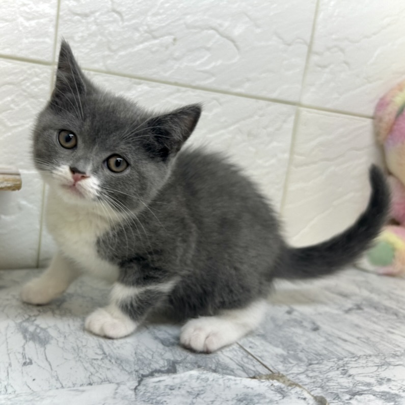 兵庫県のスコティッシュストレート (犬の家＆猫の里ゆめタウン姫路店/2025年6月15日生まれ/女の子/ブルータビーホワイト)の子猫の4枚目の画像