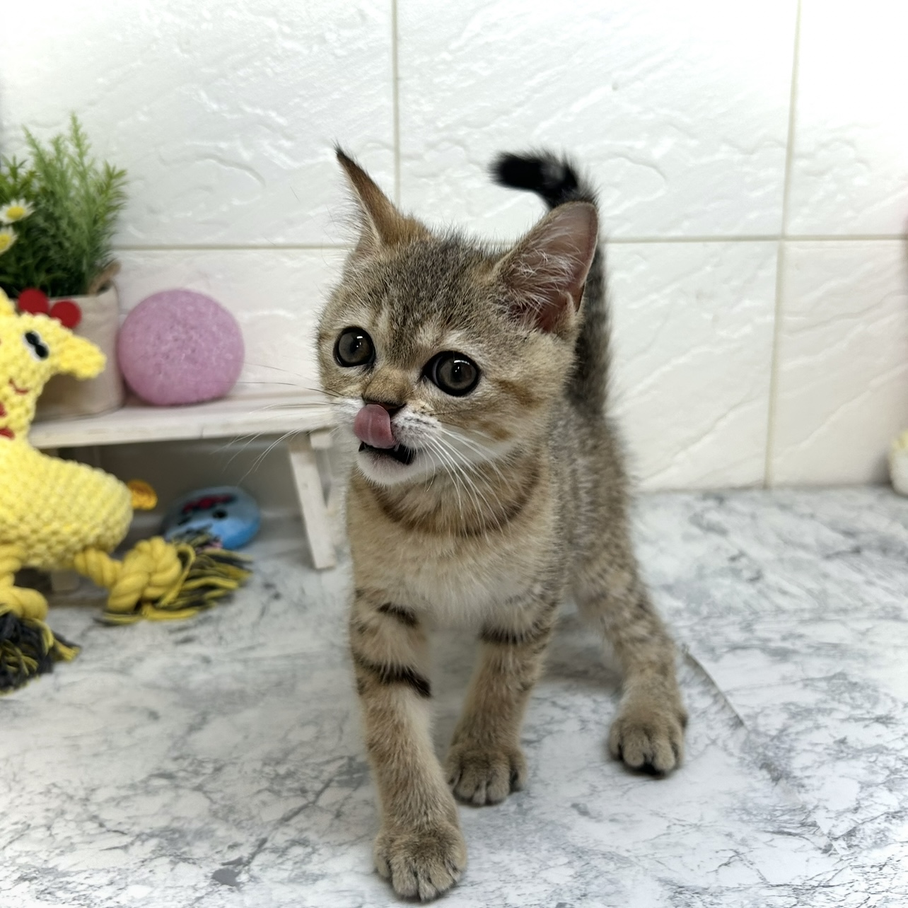 兵庫県のミヌエット (犬の家＆猫の里ゆめタウン姫路店/2025年5月24日生まれ/男の子/ブラウンタビー)の子猫の4枚目の画像
