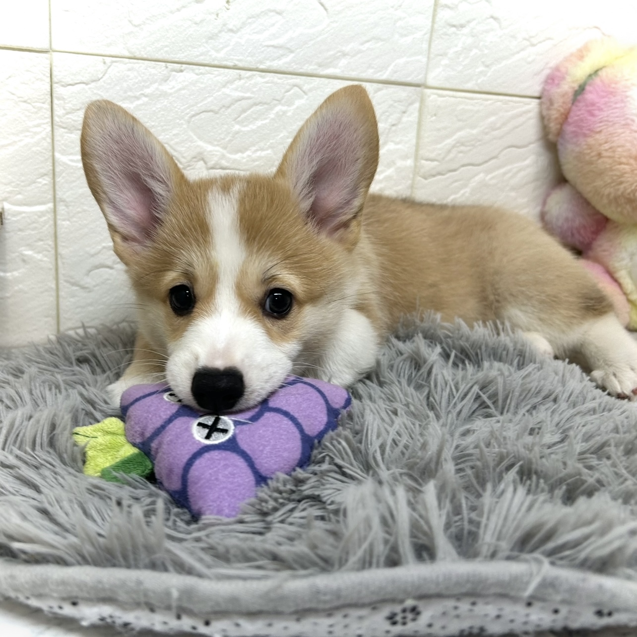 兵庫県のウェルシュコーギーペンブローク (犬の家＆猫の里ゆめタウン姫路店/2025年6月4日生まれ/女の子/セーブルホワイト)の子犬の4枚目の画像