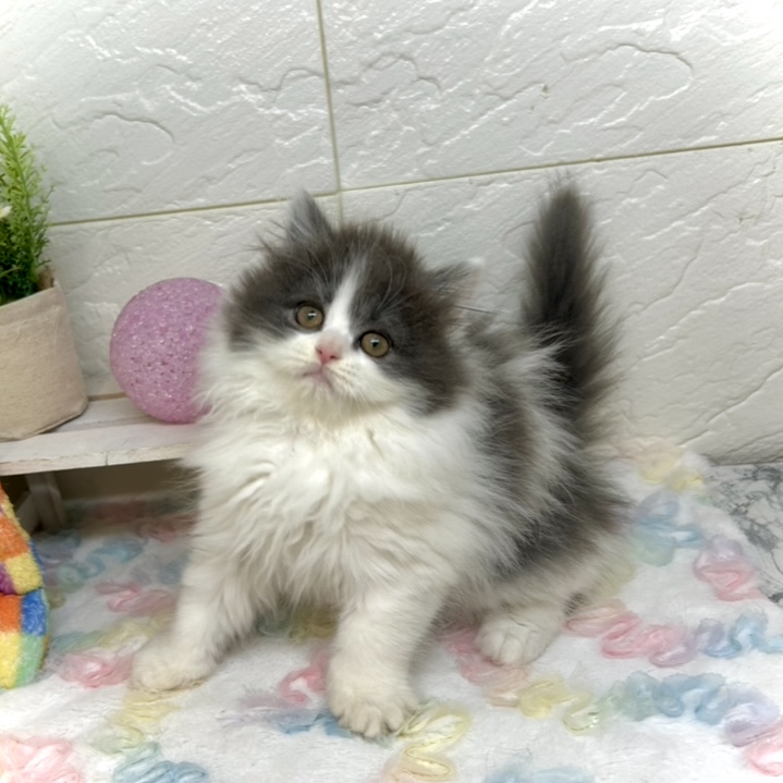 兵庫県のブリティッシュロングヘアー (犬の家＆猫の里ゆめタウン姫路店/2025年10月12日生まれ/女の子/ブルーホワイト)の子猫の4枚目の画像