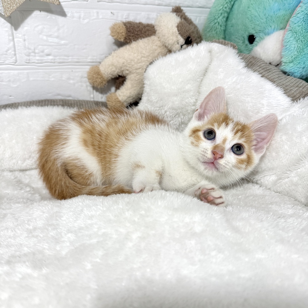 兵庫県のマンチカン (犬の家＆猫の里ニッケパークタウン加古川店/2026年4月12日生まれ/男の子/レッドスポテッドタビーホワイト)の子猫の4枚目の画像