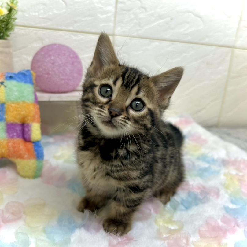 兵庫県のジェネッタ (犬の家＆猫の里ゆめタウン姫路店/2025年10月26日生まれ/女の子/ブラウンスポットタビー)の子猫の1枚目の画像