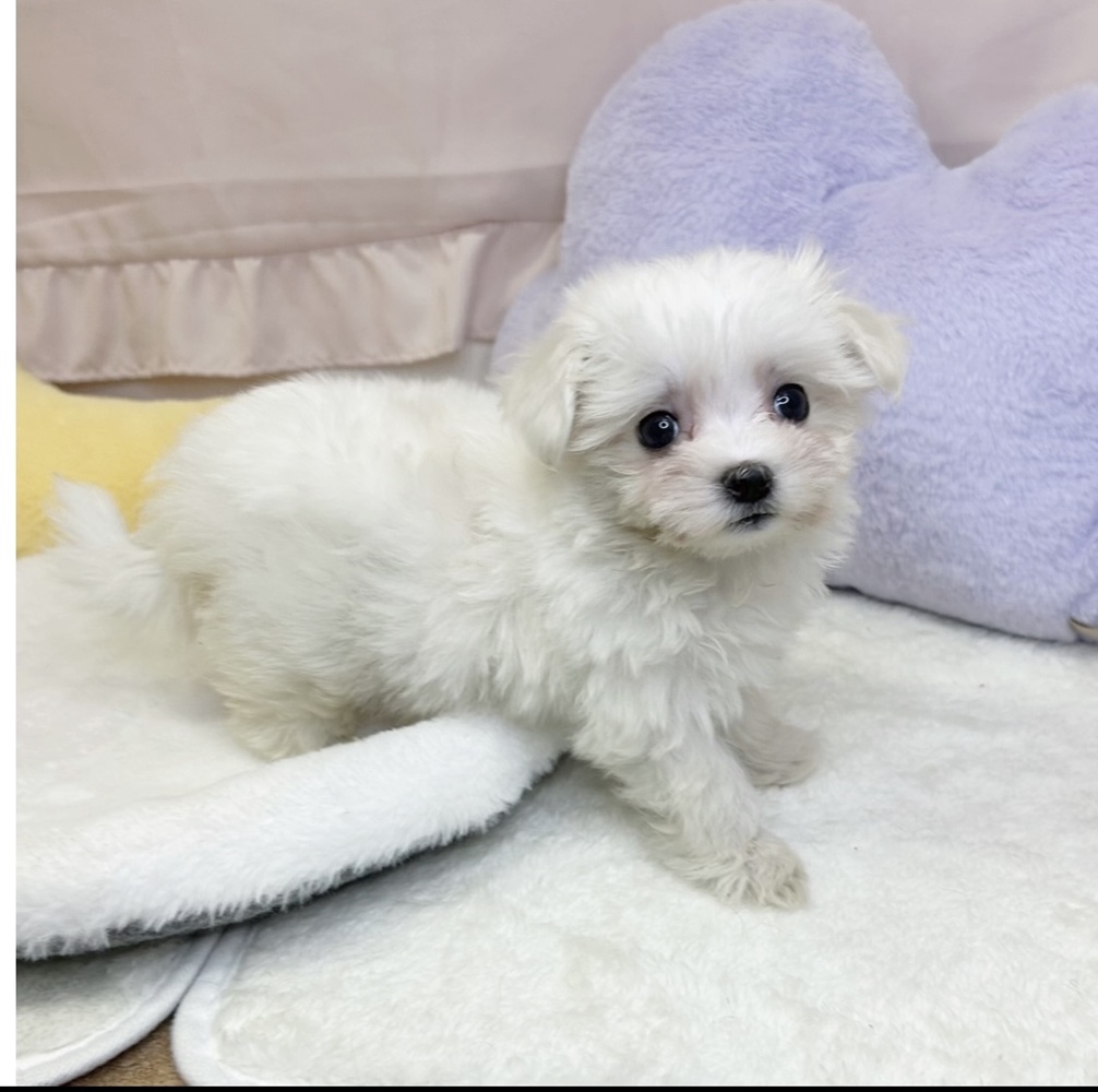 静岡県のマルチーズ (犬の家＆猫の里マークイズ静岡店/2026年3月22日生まれ/女の子/ホワイト)の子犬の4枚目の画像