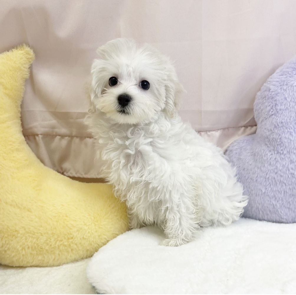 静岡県のマルプー(マルチーズ×プードル) (犬の家＆猫の里マークイズ静岡店/2026年3月3日生まれ/女の子/ホワイト)の子犬の4枚目の画像