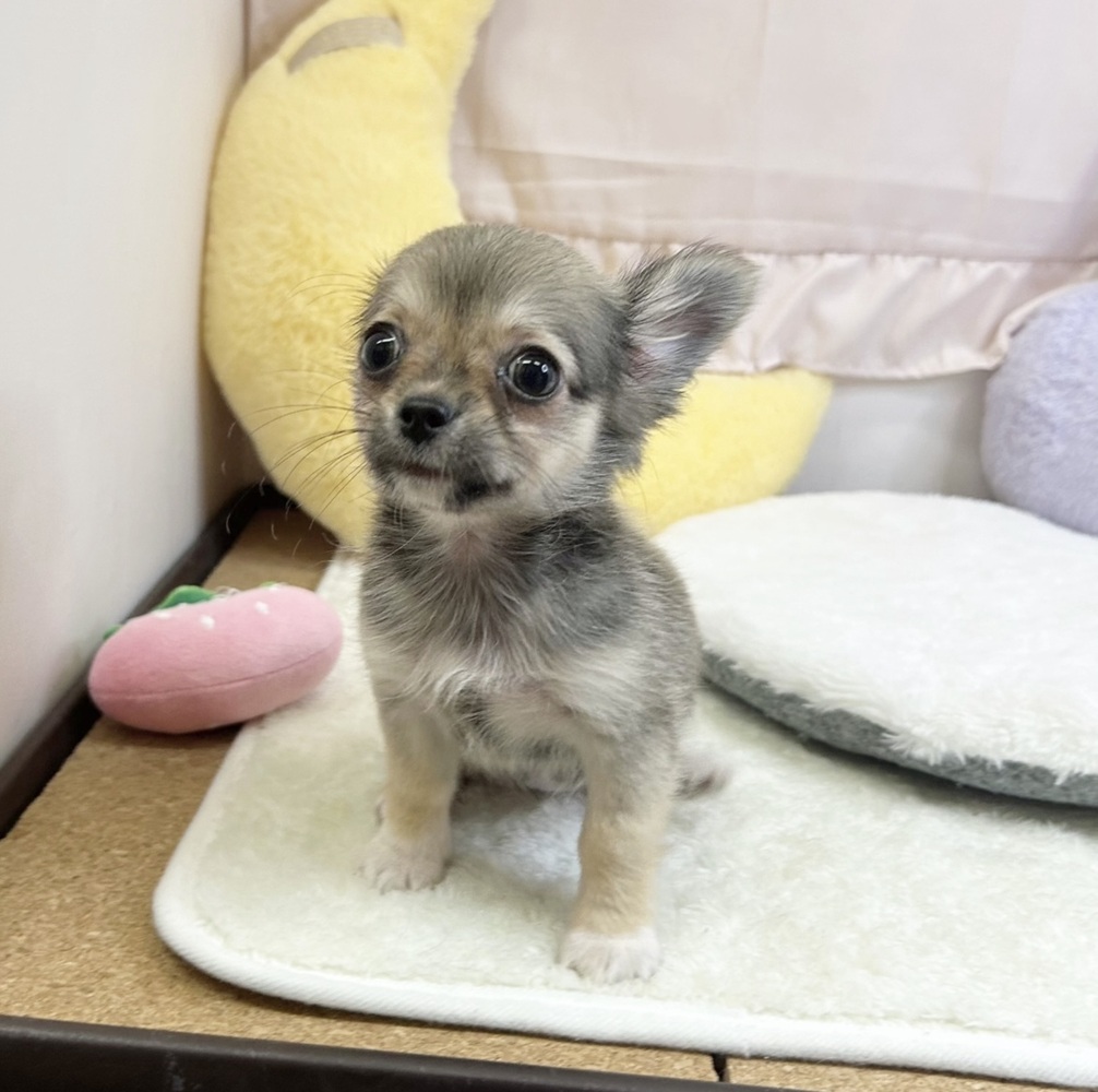 静岡県のチワワ(ロング) (犬の家＆猫の里マークイズ静岡店/2026年3月15日生まれ/女の子/フォーンホワイト)の子犬の4枚目の画像