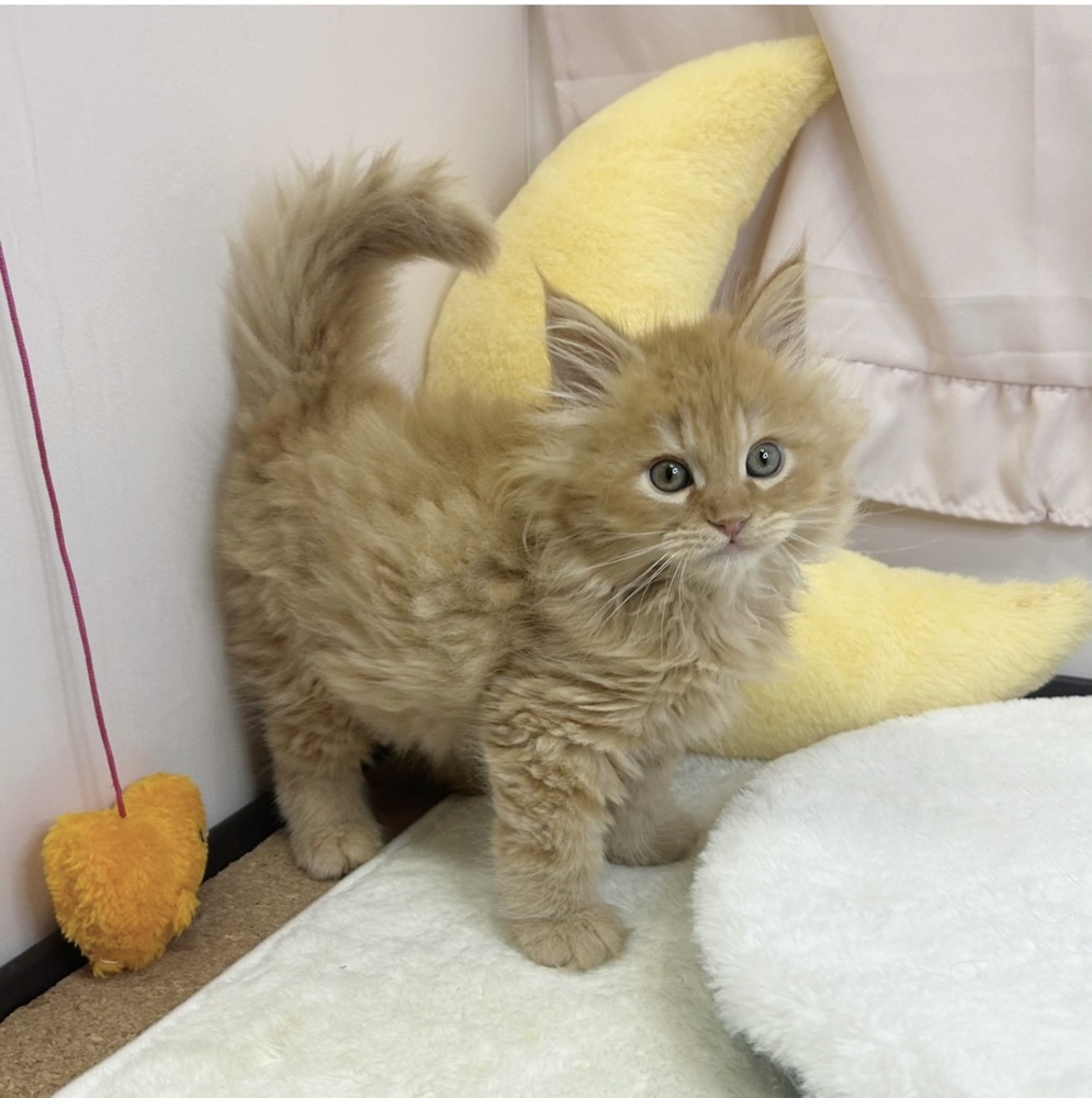 静岡県のサイベリアン (犬の家＆猫の里マークイズ静岡店/2026年3月16日生まれ/男の子/レッドタビー)の子猫の4枚目の画像