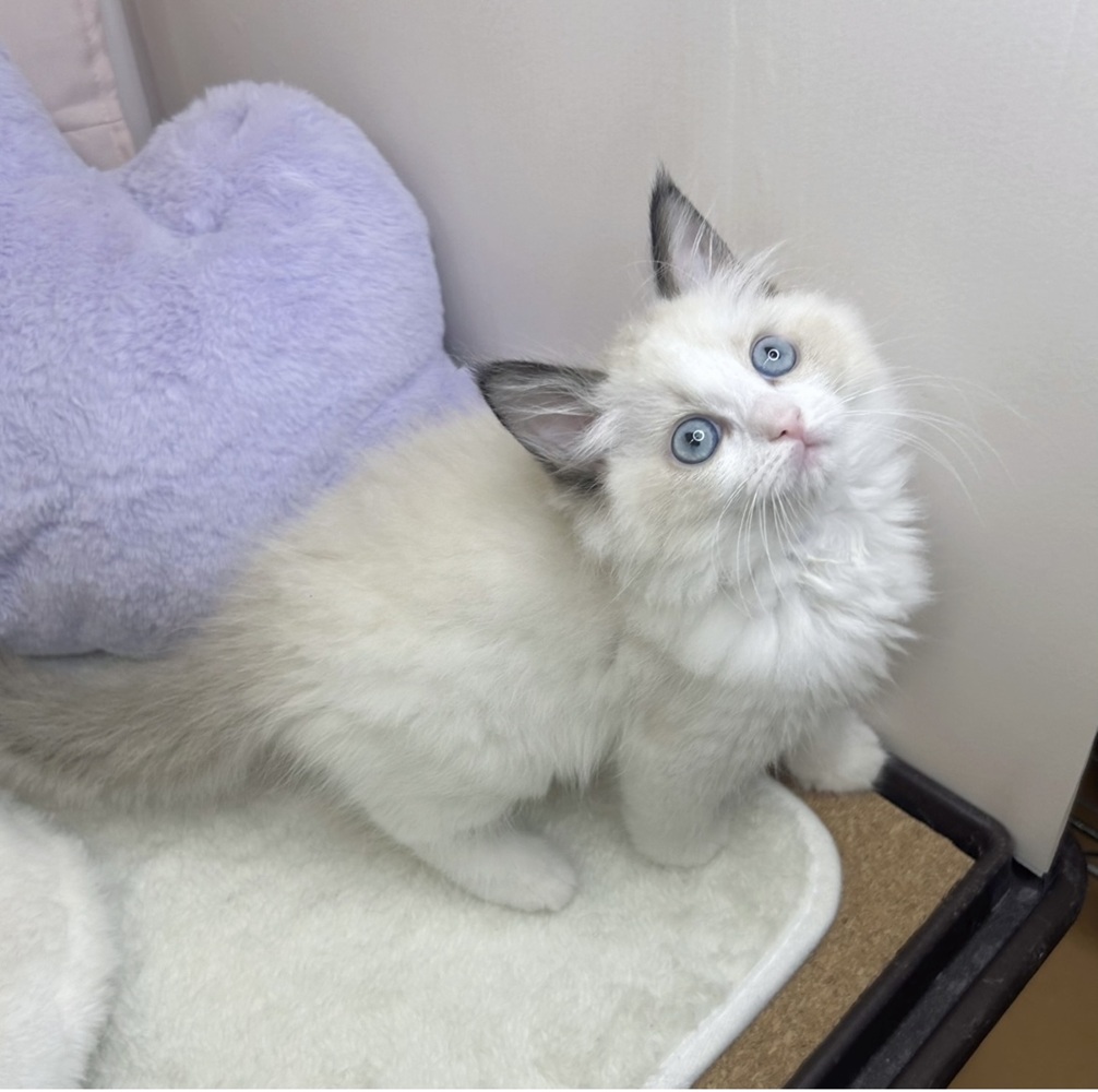 静岡県のラグドール (犬の家＆猫の里マークイズ静岡店/2026年3月23日生まれ/女の子/シールポイントバイカラー)の子猫の4枚目の画像