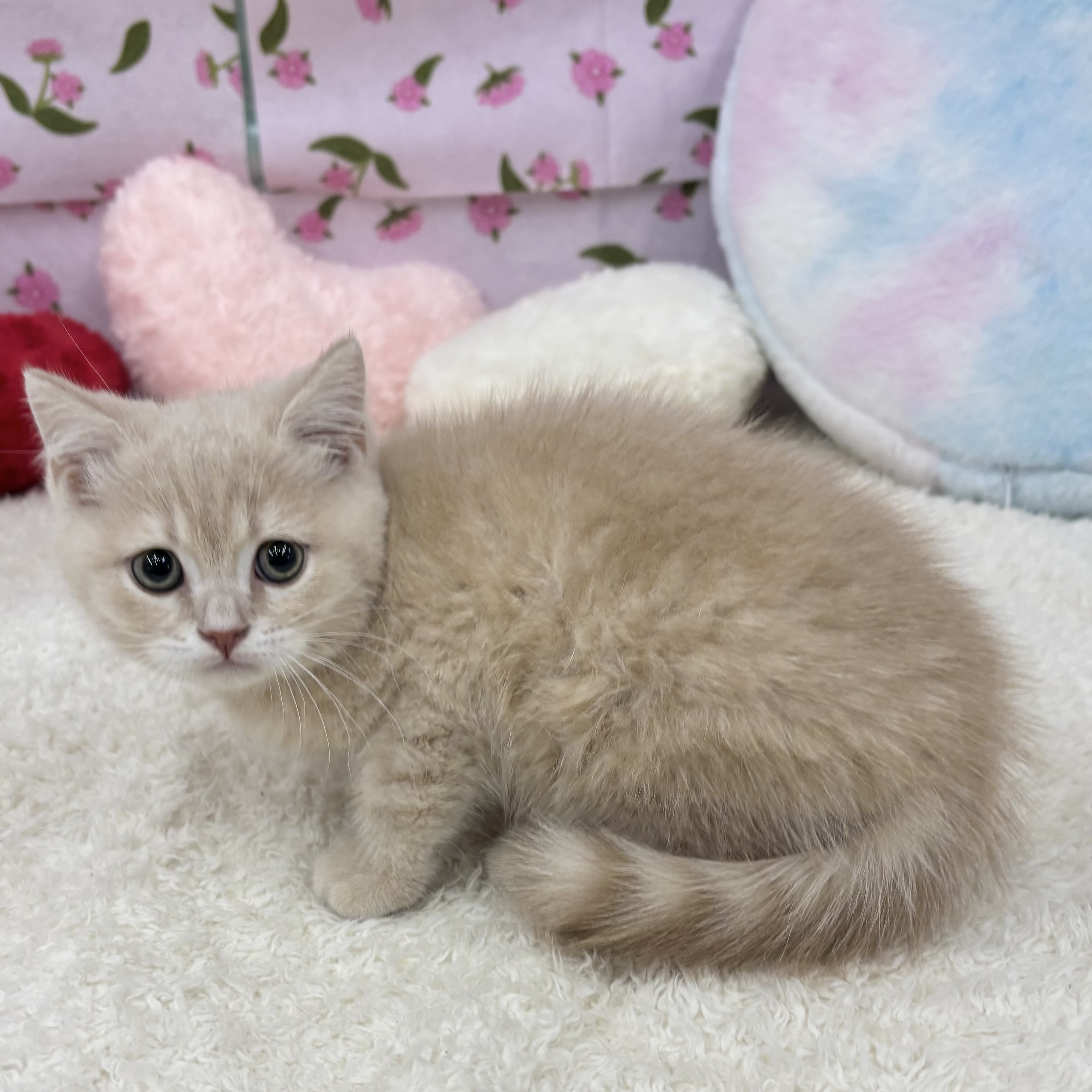 愛知県のスコティッシュフォールド (犬の家＆猫の里エアポートウォーク店/2026年3月30日生まれ/男の子/クリームタビー)の子猫の4枚目の画像