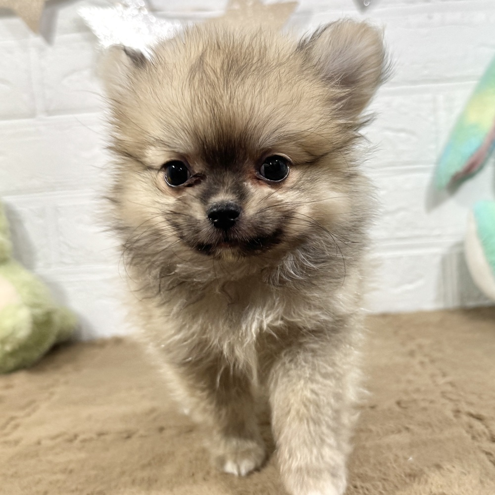 兵庫県のポメチワ/チワポメ/ポメチー(ポメラニアン×チワワ) (犬の家＆猫の里ニッケパークタウン加古川店/2025年9月29日生まれ/男の子/フォーン)の子犬の4枚目の画像