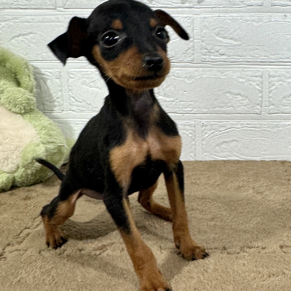 兵庫県のミニチュアピンシャー (犬の家＆猫の里ニッケパークタウン加古川店/2025年10月1日生まれ/男の子/ブラックタン)の子犬の4枚目の画像