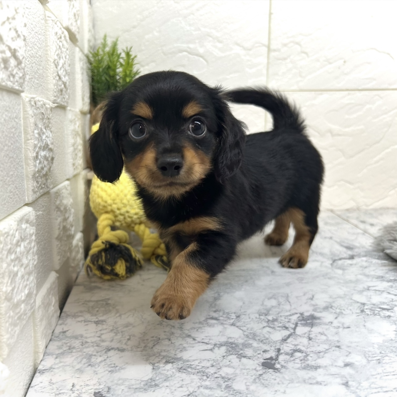 兵庫県のチワックス(チワワ×ダックス) (犬の家＆猫の里ゆめタウン姫路店/2025年6月5日生まれ/男の子/ブラックタン)の子犬の1枚目の画像