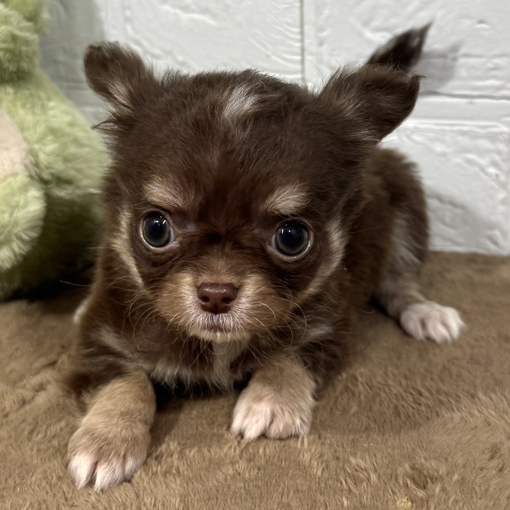 兵庫県のチワワ(ロング) (犬の家＆猫の里ニッケパークタウン加古川店/2025年10月1日生まれ/男の子/チョコレートタン)の子犬の4枚目の画像