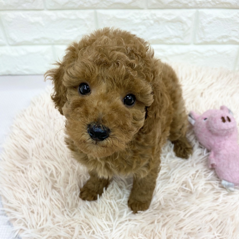 愛知県のトイプードル(トイ) (犬の家＆猫の里MEGAドン・キホーテ東海名和店/2025年7月20日生まれ/男の子/レッド)の子犬の4枚目の画像
