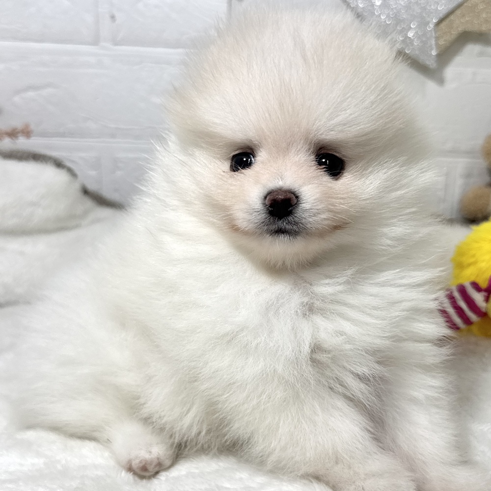 兵庫県のポメラニアン (犬の家＆猫の里ニッケパークタウン加古川店/2026年4月18日生まれ/女の子/クリーム)の子犬の4枚目の画像