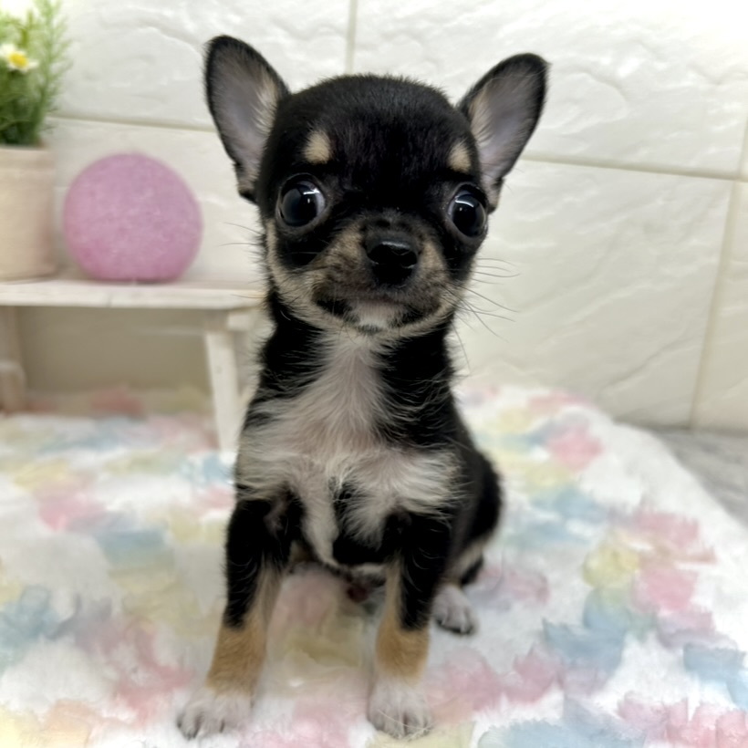 兵庫県のチワワ(スムース) (犬の家＆猫の里ゆめタウン姫路店/2025年10月24日生まれ/男の子/ブラックタンホワイト)の子犬の4枚目の画像