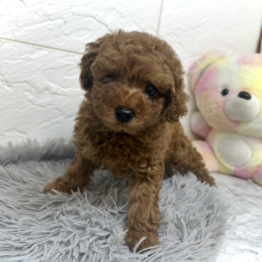兵庫県のトイプードル(トイ) (犬の家＆猫の里ゆめタウン姫路店/2025年6月28日生まれ/女の子/レッド)の子犬の4枚目の画像