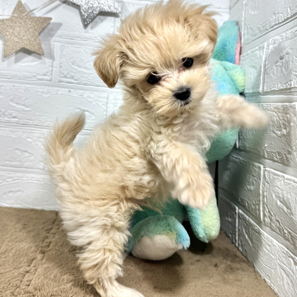 兵庫県のマルプー(マルチーズ×プードル) (犬の家＆猫の里ニッケパークタウン加古川店/2025年10月8日生まれ/男の子/クリーム)の子犬の4枚目の画像