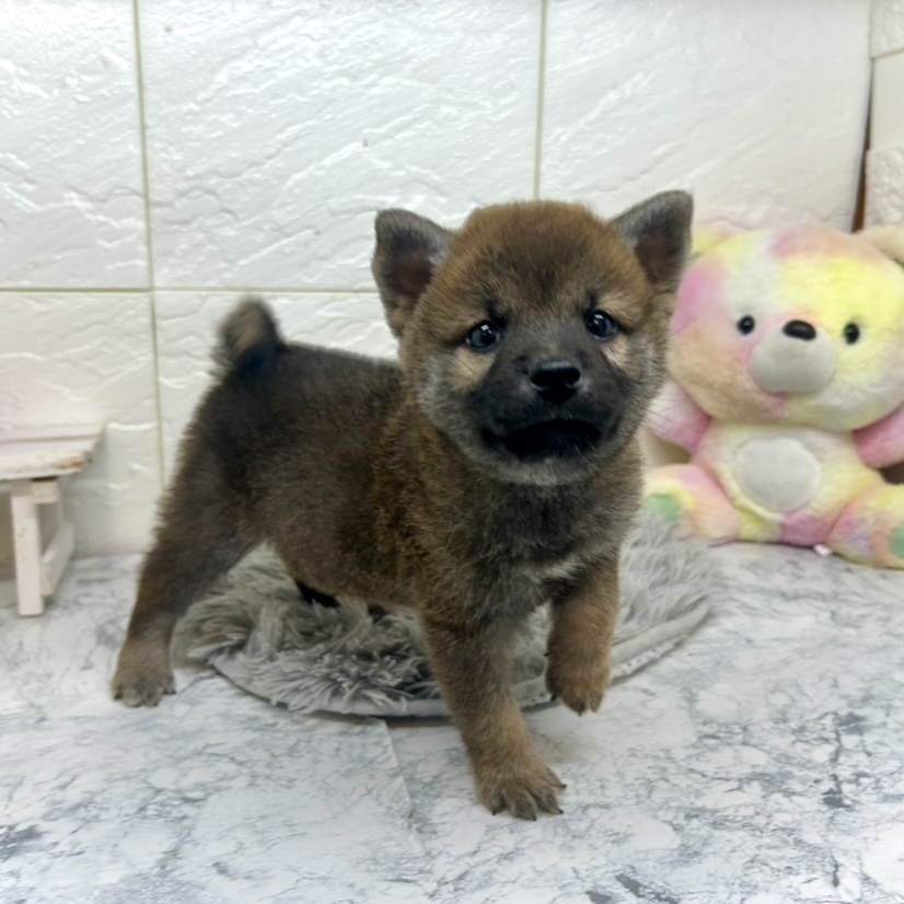 兵庫県の柴犬(標準サイズ) (犬の家＆猫の里ゆめタウン姫路店/2025年6月29日生まれ/男の子/赤)の子犬の4枚目の画像